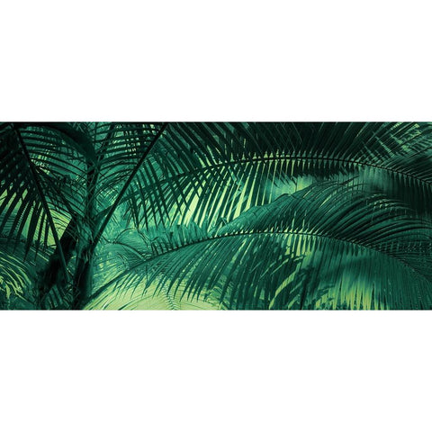 A Sunkissed Palms White Modern Wood Framed Art Print by Schwartz, Don