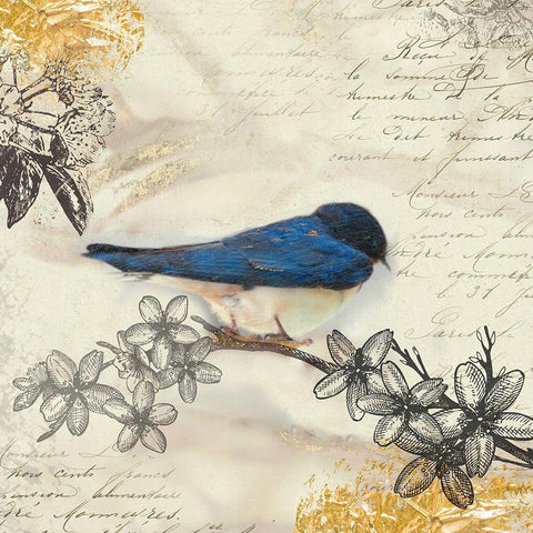 Backyard Birds II Black Modern Wood Framed Art Print with Double Matting by Theodosiou, Matina