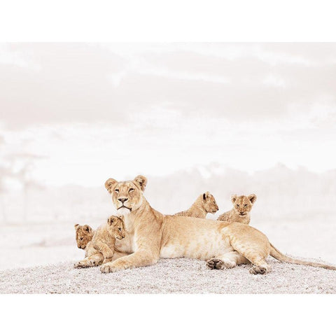 Proud Lioness  White Modern Wood Framed Art Print by Tiedge