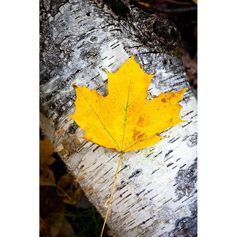Birch Fall Black Modern Wood Framed Art Print with Double Matting by Tennant, Chris