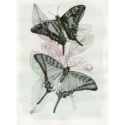 Butterfly Medley II  Black Modern Wood Framed Art Print with Double Matting by Stellar Design Studio