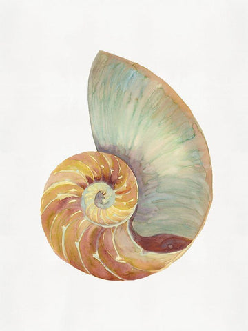 Nautilus Shell I  White Modern Wood Framed Art Print with Double Matting by Stellar  Design Studio