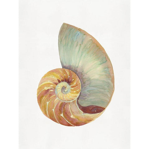 Nautilus Shell I  Black Modern Wood Framed Art Print with Double Matting by Stellar  Design Studio