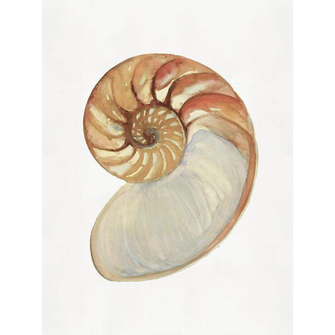 Nautilus Shell II  Black Modern Wood Framed Art Print by Stellar  Design Studio