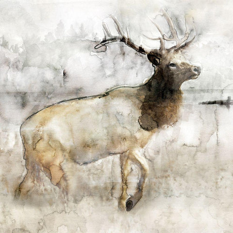 Mountain Elk I White Modern Wood Framed Art Print with Double Matting by Stellar Design Studio