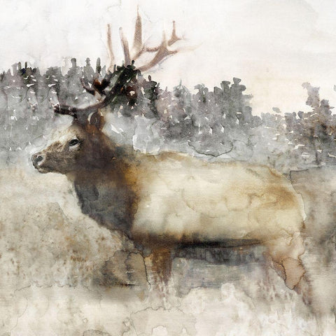 Mountain Elk II White Modern Wood Framed Art Print with Double Matting by Stellar Design Studio