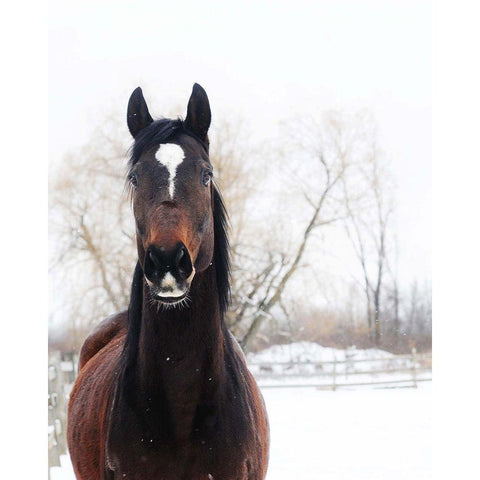 Stable Brown Horse  White Modern Wood Framed Art Print by Kedron, Chelsea