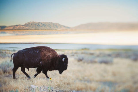 Bison in the Field  Black Ornate Wood Framed Art Print with Double Matting by Victoria, Chelsea