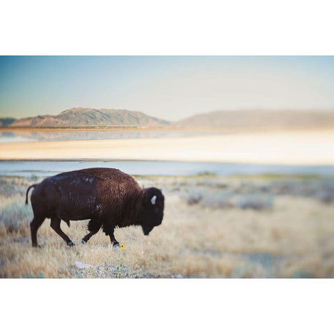 Bison in the Field  Black Modern Wood Framed Art Print with Double Matting by Victoria, Chelsea