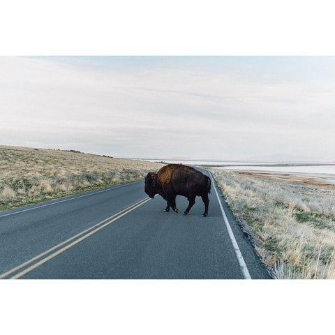 Bison Crossing  Black Modern Wood Framed Art Print with Double Matting by Victoria, Chelsea