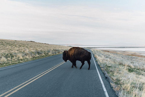 Bison Crossing  White Modern Wood Framed Art Print with Double Matting by Victoria, Chelsea