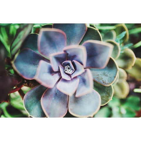 Succulence Beauty  Gold Ornate Wood Framed Art Print with Double Matting by Victoria, Chelsea