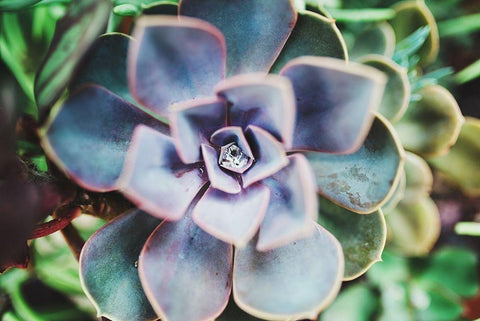 Succulence Beauty  White Modern Wood Framed Art Print with Double Matting by Victoria, Chelsea