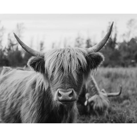 Cattle Smile  Black Modern Wood Framed Art Print with Double Matting by Kedron, Chelsea