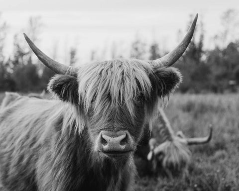 Cattle Smile  White Modern Wood Framed Art Print with Double Matting by Kedron, Chelsea