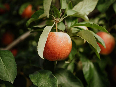 The Red Apple  Black Ornate Wood Framed Art Print with Double Matting by Kedron, Chelsea