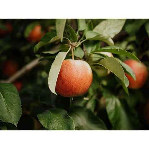 The Red Apple  Black Modern Wood Framed Art Print with Double Matting by Kedron, Chelsea