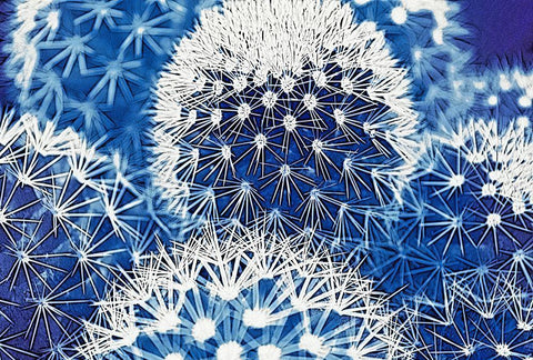 Blue and Prickly I Black Ornate Wood Framed Art Print with Double Matting by Vincze