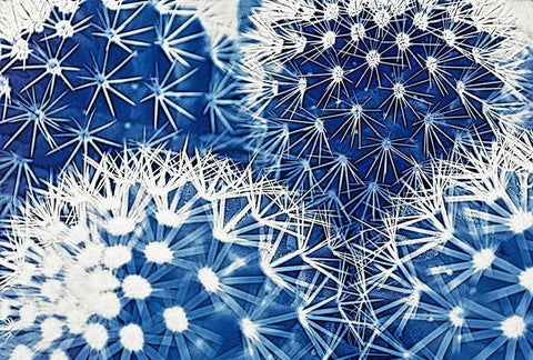 Blue and Prickly II  White Modern Wood Framed Art Print with Double Matting by Vincze