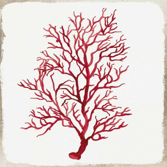 Image Only