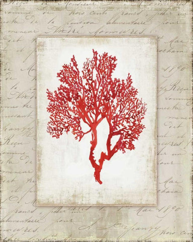 Red Coral II  White Modern Wood Framed Art Print with Double Matting by Wilson, Aimee