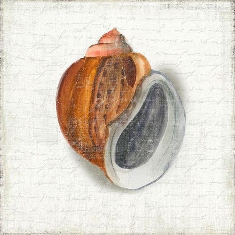 Seashell Portrait I White Modern Wood Framed Art Print by Wilson, Aimee