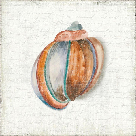 Seashell Portrait II White Modern Wood Framed Art Print by Wilson, Aimee