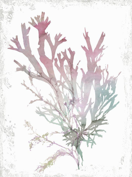 Image Only