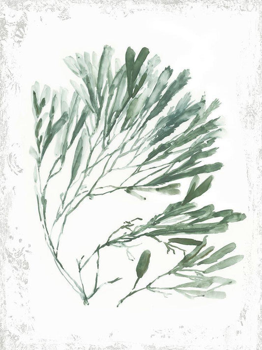 Image Only