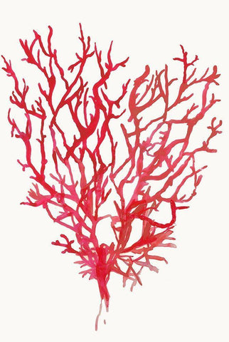 Red Reef Coral II  White Modern Wood Framed Art Print with Double Matting by Wilson, Aimee