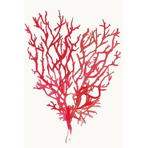 Red Reef Coral II  Black Modern Wood Framed Art Print with Double Matting by Wilson, Aimee