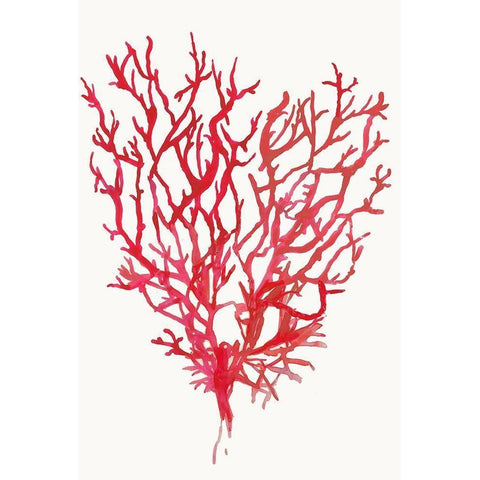 Red Reef Coral II  White Modern Wood Framed Art Print by Wilson, Aimee