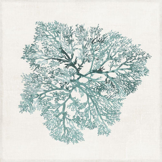 Image Only