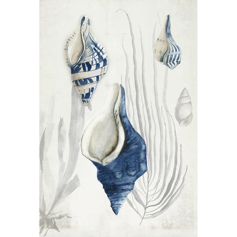 Antique Shells I  Black Modern Wood Framed Art Print with Double Matting by Wilson, Aimee