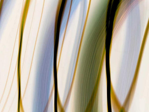 Silk Waves I White Modern Wood Framed Art Print with Double Matting by Cooke, William