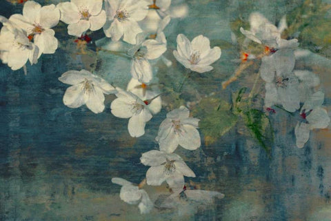 Sweet Spring II White Modern Wood Framed Art Print with Double Matting by Cooke, William