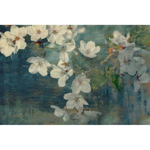 Sweet Spring II White Modern Wood Framed Art Print by Cooke, William