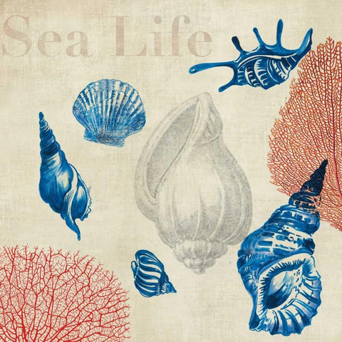 Sea Life Study White Modern Wood Framed Art Print with Double Matting by Wilson, Aimee