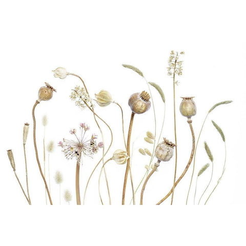 PODS Gold Ornate Wood Framed Art Print with Double Matting by Disher