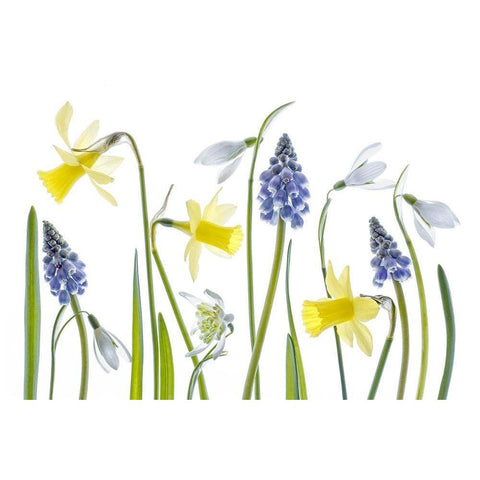 Spring Gold Ornate Wood Framed Art Print with Double Matting by Disher