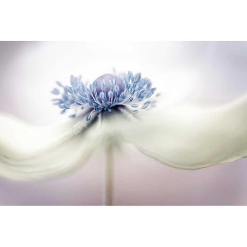 Disher - Anemone White Modern Wood Framed Art Print by 1x