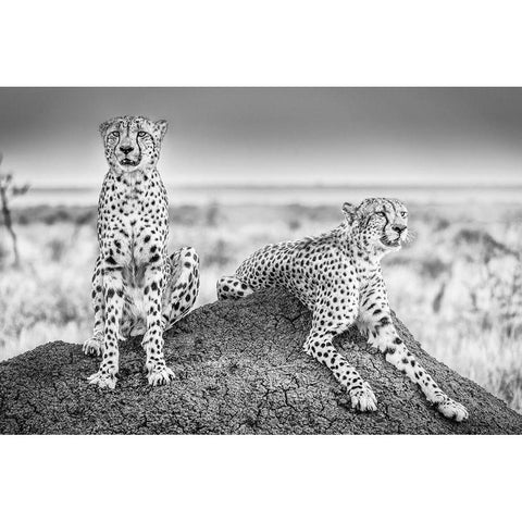 Scheid - Two Cheetahs Watching Out Black Modern Wood Framed Art Print with Double Matting by 1x