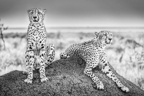 Scheid - Two Cheetahs Watching Out White Modern Wood Framed Art Print with Double Matting by 1x