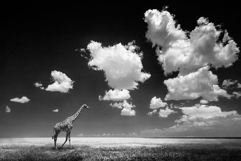 Ghizzi Panizza -Gone with the Clouds Black Ornate Wood Framed Art Print with Double Matting by 1x