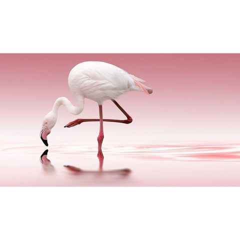 Reindl - Flamingo White Modern Wood Framed Art Print by 1x