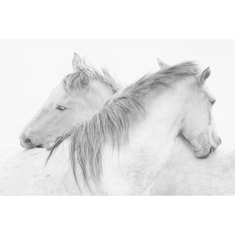 Stas - Horses White Modern Wood Framed Art Print by 1x