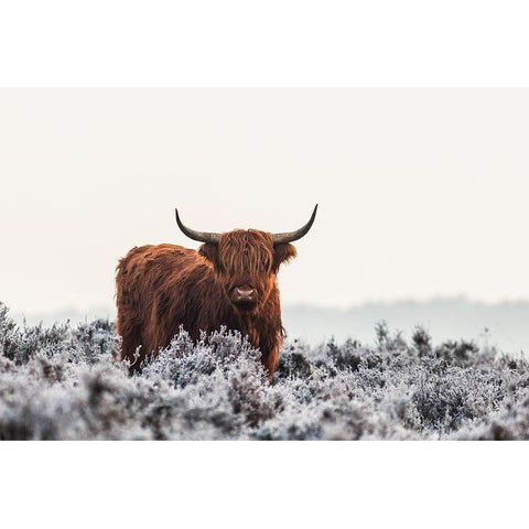 Highlander White Modern Wood Framed Art Print by Den, Van
