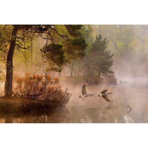 Van Dongen - Goose Fight White Modern Wood Framed Art Print by 1x