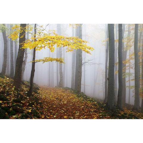 Untitled Black Modern Wood Framed Art Print with Double Matting by 1x