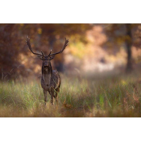 Posing White Modern Wood Framed Art Print by Mastahac
